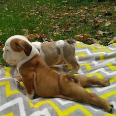 two puppies are laying on a blanket in the grass, one is brown and white