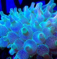 an image of a blue coral in the water