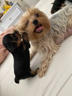 two small dogs are playing with each other on the bed in front of another dog