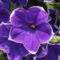 purple petunias are blooming in the sun and on the ground with green leaves