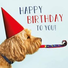 a dog wearing a birthday hat and holding a toy