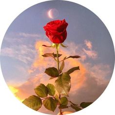 a single red rose is in the foreground with a crescent moon behind it on a cloudy day