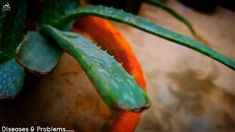 an aloea plant with green leaves on it's end and orange tips