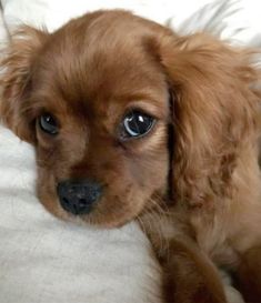 a small brown dog laying on top of a bed