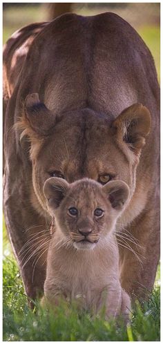 a baby lion is standing next to an adult lion in the grass with it's head on its hind legs