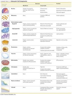 an image of different types of food in the world, including eggs and other things