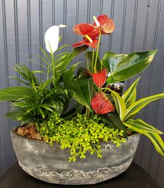 a potted plant with red and white flowers on top of a black table next to a gray wall