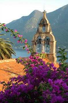 purple flowers blooming in front of an old bell tower with mountains in the background