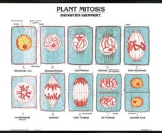 an image of plant mitts and their functions