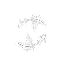 two goldfish swimming side by side on a white background, one is black and the other is white