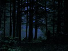 the dark woods are lit up by moonlight