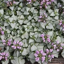 purple flowers are growing on the side of a wooden bench