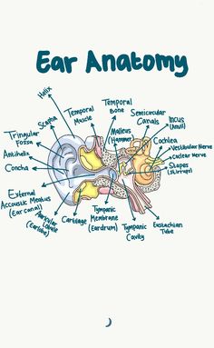 an image of ear anatomy with labels on it