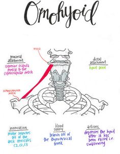 an image of the anatomy of a light bulb and its parts labeled in red text