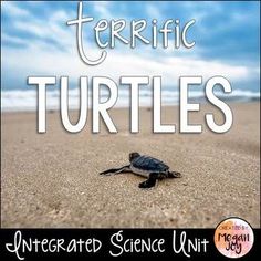 an image of a turtle on the beach with text overlay that reads terraria turtles