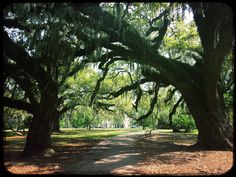 the trees are covered with moss and hanging from the branches in an open park area