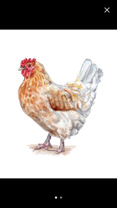 a watercolor drawing of a chicken on a white background royalty illustration for design and printing