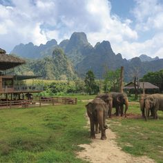 three elephants are standing in the grass near some buildings and mountains with trees on them