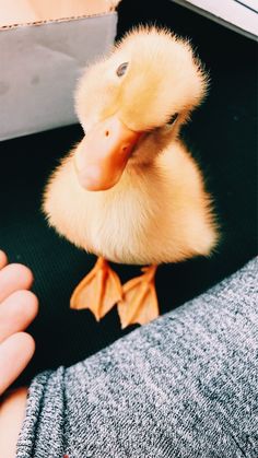 a small yellow duck sitting on top of a person's lap