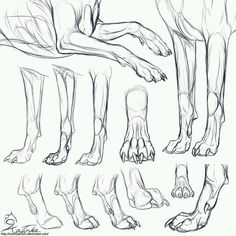 the legs and feet of a dog are shown in this drawing lesson, which shows how to