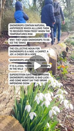 two people walking down a trail with snowdrops in the foreground and texting above them