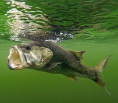 a fish with its mouth open in the water