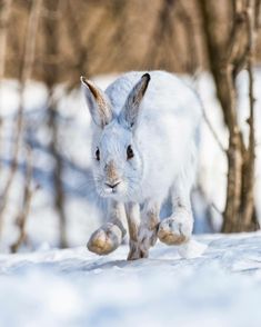 a white rabbit running through the snow in front of some trees and bushes with no leaves on it