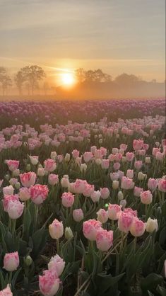 a field full of pink flowers with the sun setting in the background