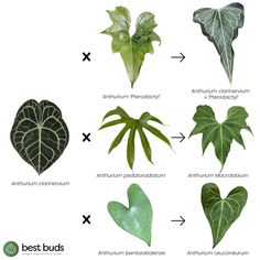 different types of leaves and their names