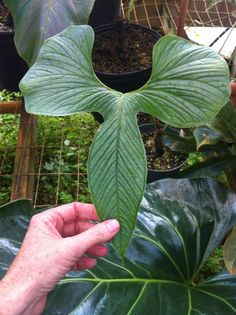 a person holding up a large green leaf in front of some potted plants and trees