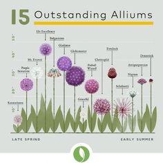 an info poster showing the different types of flowers