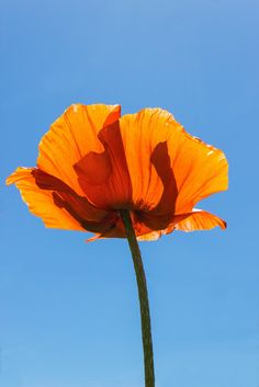 a large orange flower with water droplets on it's petals against a blue sky