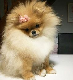 a small dog with a pink bow sitting on a white table next to some stairs