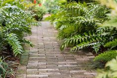 a brick path surrounded by lush green plants