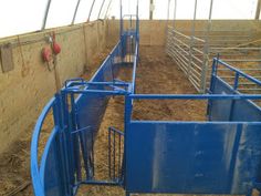 the inside of a building with several cows in pens and hay on the ground next to each other