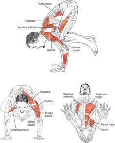 the diagram shows how muscles are used to perform exercises for back and neck pain, including