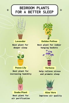 the different types of houseplants and how to use them in your home garden