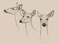 three deer standing next to each other in front of a beige background with black ink