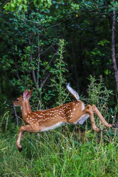 a deer running through the grass in front of some trees