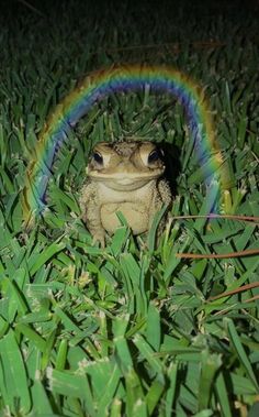 a frog sitting in the grass under a rainbow