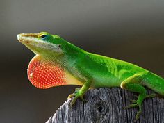 a green and red lizard sitting on top of a wooden post