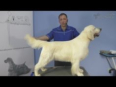 a large white dog standing on top of a metal table next to a man in blue shirt