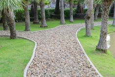 a gravel path with palm trees lining the sides