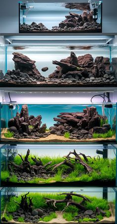 In an Iwagumi aquascape, the choice of carpet plants is crucial to achieve the minimalistic beauty and balance. Each plant offers unique textures and growth patterns that contribute to the overall serenity of the layout.

In this article, I’ll talk about 7 carpeting plants that work wonderfully in an iwagumi aquascape. Whether you are a beginner or want to create an advanced iwagumi aquascape, you can choose a number of plants mentioned in this article.