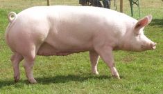 a large pig standing on top of a lush green field