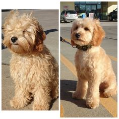 two pictures of a small dog sitting on the side walk, one is brown and the other is white