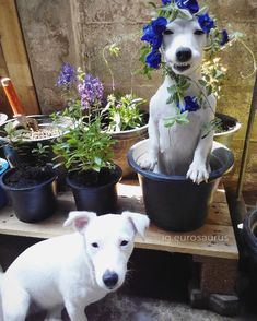 a white dog sitting on top of a wooden table next to potted plants and flowers