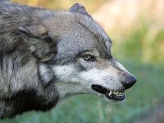 a gray wolf standing on top of a lush green field