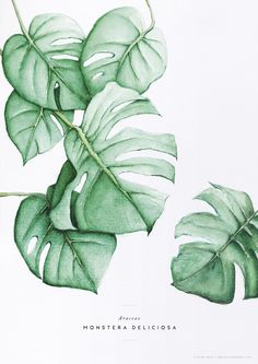 a drawing of some green leaves on a white background with the words monstera deliciaca