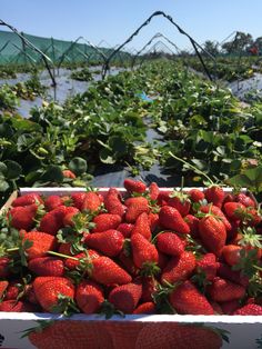 a container full of strawberries sitting on the ground